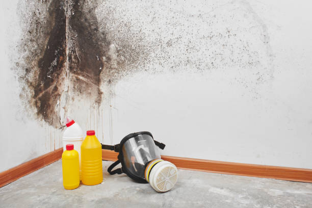Best Black Mold Removal  in Bel Ridge, MO