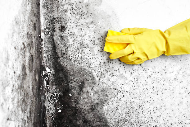 Best Same-Day Mold Removal  in Bel Ridge, MO