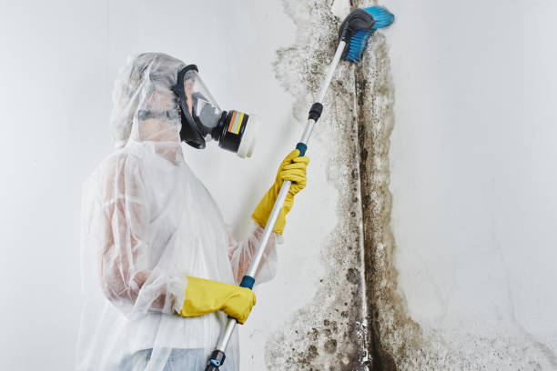 Best Office Mold Removal Services  in Bel Ridge, MO