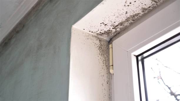 Mold Removal Process in Bel Ridge, MO