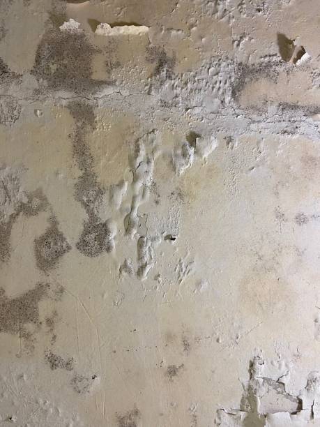 Best Professional Mold Removal  in Bel Ridge, MO