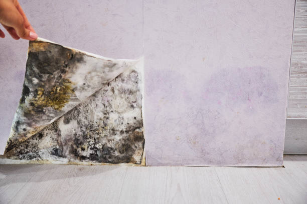 Best Mold Damage Repair  in Bel Ridge, MO